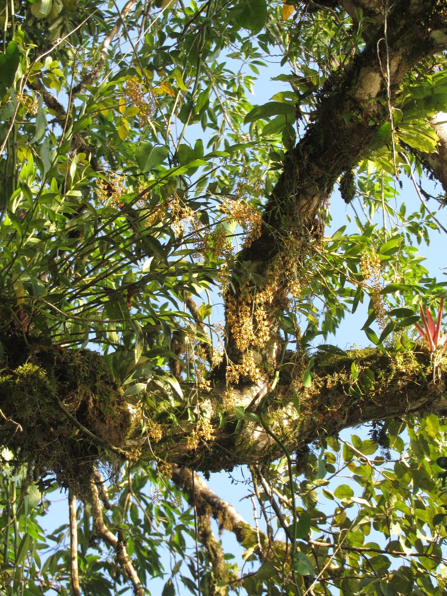 Epidendrum polyanthum